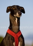 52 Sommer 2010